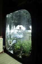 Tikal_Grow-#1_03.jpg