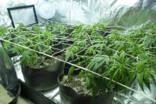 Tikal_Grow-#1_08.jpg