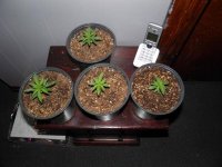 seedlings.jpg