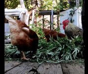 chickens-420.jpg