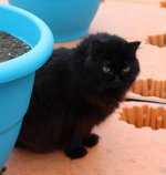 Fuzzy ignores most catnip but patiently waits for a chance at tender new Auto Chaze seedlings.jpg