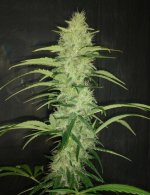 D3 cola F42.jpg