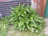 Comfrey-001.jpg