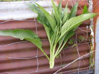 Comfrey-003.jpg