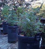 IMG_20190713_110050_big-pot-plants.jpg