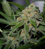 lemon-skunk_2862_1_.jpg