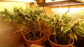 Dec-23-2019_Zamaldelica left_Zamal Bliss right_both 9 to 10 weeks in flower.jpg