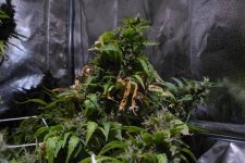 Tikal_Grow-#1_35.jpg