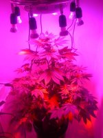 diesel day 28 full view.jpg