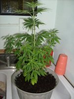 pot31 002.jpg