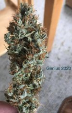 Genius-2020#1.jpg