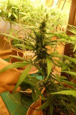 Dez-01_ZamBl_7. week of flowering 1.jpg