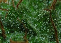 ganesh3trichomes.jpg