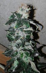 D2Harvest_compress30.jpg