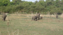 Sri Lanka elephants.jpg