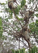 sri lanka monkey babies.jpg