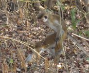 sri lanka monkeys doing their thing.jpg