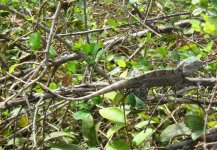 Sri Lanka Lizard.jpg