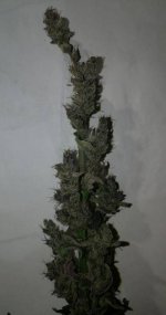 Doors93DayPheno_compress43.jpg