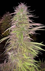 Purple Haze Terpene finished outdoors.jpg