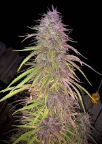 Purple Haze Terpene finished outdoors3.jpg