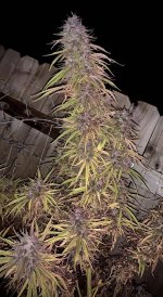 Purple Haze Terpene finished outdoors2.jpg