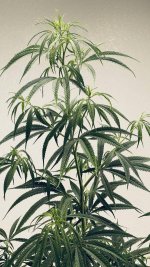 Original_Haze_Plant_1024x1024@2x.jpg