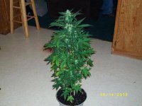 grow room pics 020.jpg