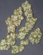 white thai 011.jpg