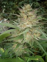 IMG_20201007_082008_blueHB-harvest.jpg