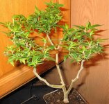 bonsai A11.jpg