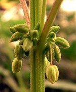 180px-Cannabis_male_flowers.jpg