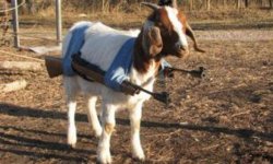 goatgun.jpg