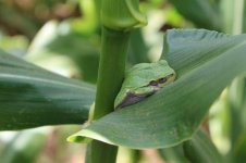 green tree frog.jpg