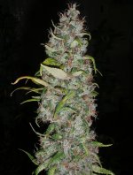 Island-Sweet-Skunk.jpg