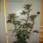 1776-pheno-5-tall.jpg