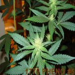 1776-pheno-5-close.jpg