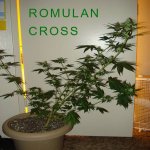 romulan-cross-tall.jpg