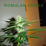 romulan-cross-close.jpg