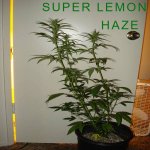 super-lemon-haze-tall.jpg