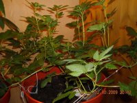 grow021009 027.jpg