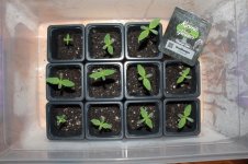 headbanger seedlings.JPG