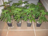 Random Grow Shots 002.jpg