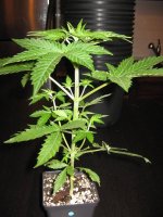 Random Grow Shots 004.jpg