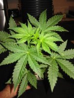 Random Grow Shots 005.jpg