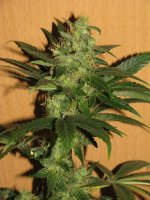 Purple Pakistan Citral Kush x China Yunnan #01 - 40day - 01.JPG.jpg