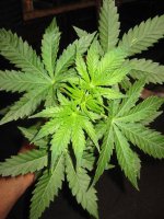 Random Grow Shots 006.jpg