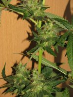 Purple Pakistan Citral Kush x China Yunnan #01 - 40day - 02.JPG.jpg