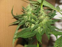 Purple Pakistan Citral Kush x China Yunnan #01 - 40day - 03.JPG.jpg