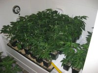 Random Grow Shots 007.jpg